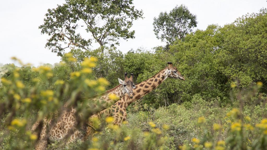 Nature Homes - Africa Amini Life Nkoanrua Экстерьер фото